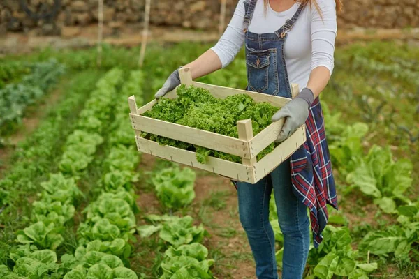 作物匿名女性収穫者でデニム全体立ってコンテナ付き緑レタスで田舎 — ストック写真