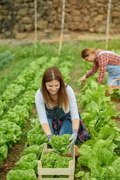 夏の農地に緑豊かな葉を持つ緑のレタスを摘むコンテナを持つコンテンツ女性園芸家 — ストック写真