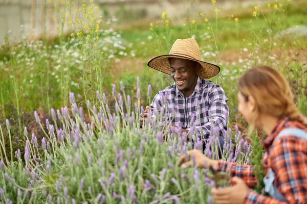 説明アフリカ系アメリカ人の男性栽培者は 田舎でラバンドラの花に対して匿名の女性の友人と交流します — ストック写真