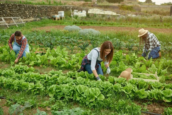 夏の日に田舎のプランテーションで緑豊かな葉でレタスを収穫する匿名の女性生産者 — ストック写真
