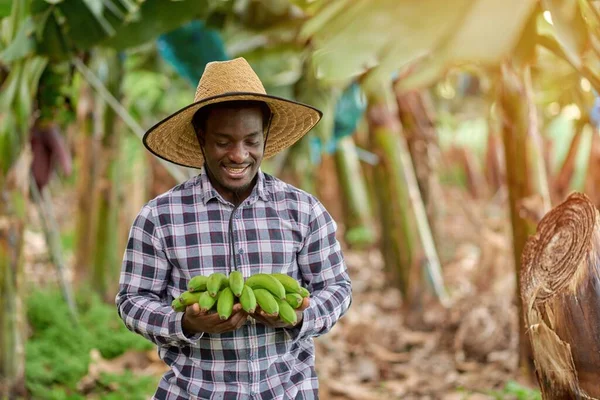 説明アフリカ系アメリカ人の男性園芸家が藁帽子に身を包み バナナの新鮮な束がプランテーションの上に立っている — ストック写真