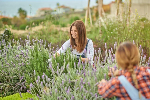 Anonym Leende Kvinnliga Odlare Arbetar Jordbruksmark Med Blommande Lavandula Växter — Stockfoto