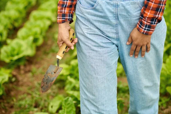 太陽の下で緑のレタスと農地を歩いてシャベルで小切手シャツで匿名の農家を作物 — ストック写真