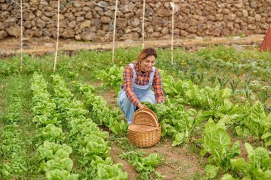 Hasır sepetle güler yüzlü kadın yetiştirici, güpegündüz fidanlıkta yemyeşil yapraklı marul topluyor.