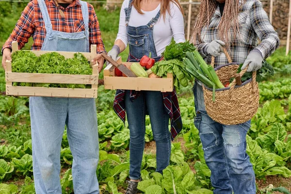 Yaz Günü Elinde Kutular Sepet Dolusu Çeşitli Sebzelerle Anonim Üreticiler — Stok fotoğraf