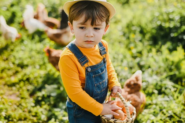 Sıradan Kıyafetleri Şapkası Olan Şirin Bir Çocuk Çiftlikte Tavuk Sürüsünün — Stok fotoğraf