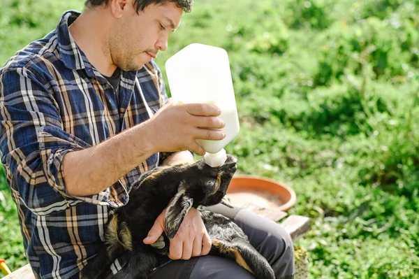ミステリーは 晴れた日に農家の木製のベンチに座っている間 ボトルからミルクとかわいいヤギを食べチェックシャツに大人の男性の所有者を集中 — ストック写真