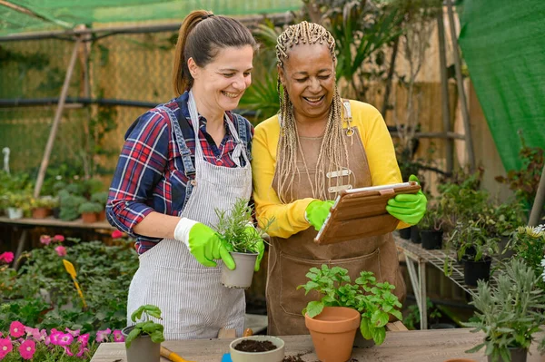 カジュアルな服やエプロンの陽気多様な女性庭師は テーブルの近くに立って温室内の植物の世話をしながら タブレット上で笑顔とチェックデータ — ストック写真