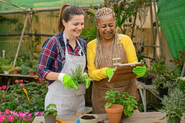 温室で植物の世話をしながら 成熟した黒人女性は笑顔と女性同僚にタブレット上のデータを示しています — ストック写真