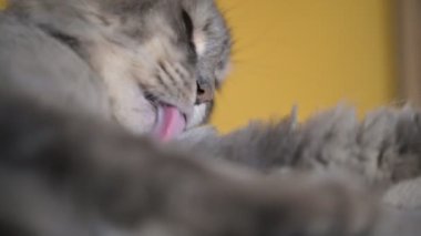 Sevimli gri kedinin el kamerası görüntüsü tüylü pençelerini yalıyor sonra başını kaldırıp havayı kokluyor sarı arka planda kanepede yatarken.