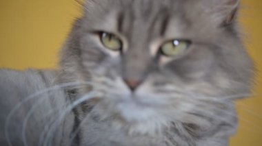 Sarı arka planda yatarken yeşil gözlü, tüylü patisini yalayan sevimli gri kedinin el kameralı görüntüsü.