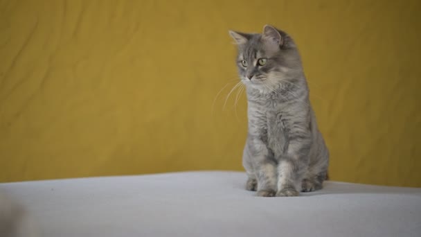Χαριτωμένο Χνουδωτό Γάτα Μαλακό Γκρι Γούνα Κάθεται Στον Καναπέ Κίτρινο — Αρχείο Βίντεο