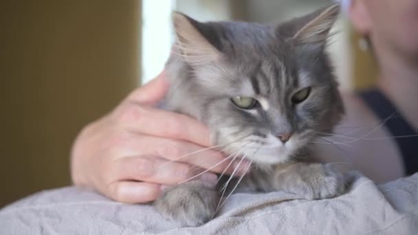 Kafasında Havluyla Yatakta Tepinen Gün Işığında Sakin Gri Kediyi Okşayan — Stok video