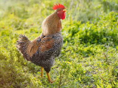 Horoz sabah ötüyor. Yüksek kalite fotoğraf