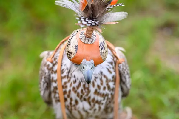 Boční Pohled Ptáka Hnědým Peřím Dlouhým Zobákem Sedícím Travnatém Trávníku — Stock fotografie
