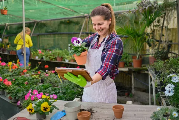 Optimistic Female Gardener Checkered Shirt Apron Smiling Showing Potted Viola — Stock Photo, Image