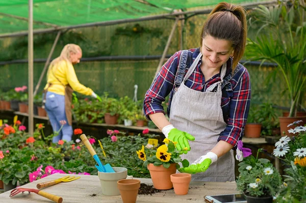 Young female gardener in apron and gloves working in greenhouse with potted plants while working in greenhouse