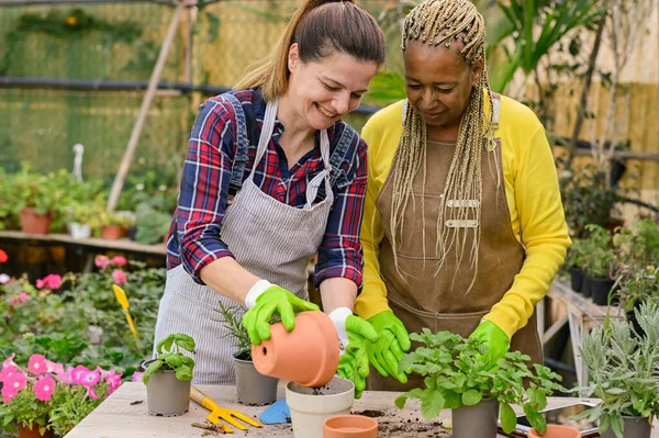 Black woman watching cheerful female colleague putting soil from one pot to another while working in greenhouse together