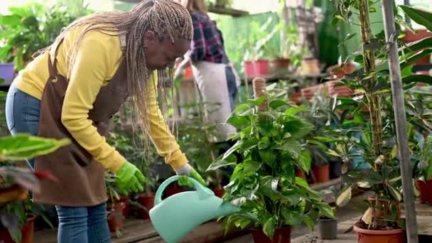 成熟したアフリカ系アメリカ人女性庭師水やり植物は 同僚とガラスハウスで作業しながらすることができます — ストック動画