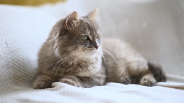 Ładny Kot Leżący Łóżku Patrząc Aparat — Wideo stockowe