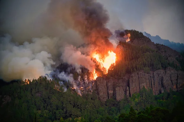 Raging Fire Engulfs Trees Tenerife 2023 — Stock Photo, Image