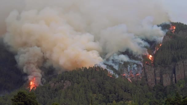 Zuřící Oheň Pohltí Stromy Tenerife 2023 — Stock video