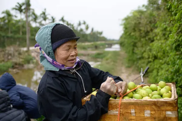 Tarlada Elmaları Olan Asyalı Çiftçi Kadın — Stok fotoğraf