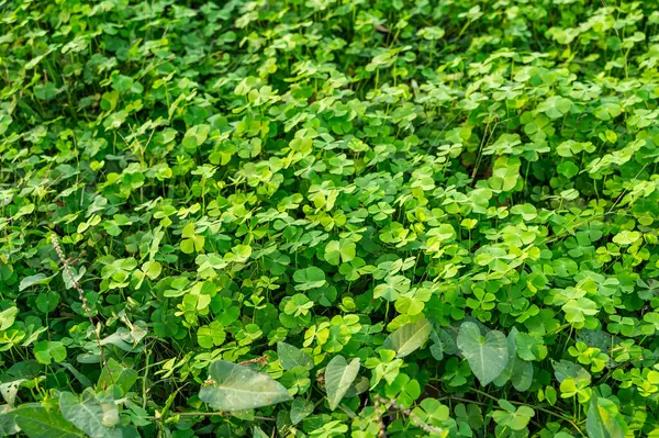 Yeşillik Yeşili Bereketli Dört Yapraklı Yonca Bitkilerini Bol Bol Yetiştirme — Stok fotoğraf