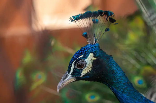 优雅的孔雀的侧视图 顶部和喙看着相机 而站在彩色展开的羽毛 绿色的眼睛在模糊的背景 — 图库照片