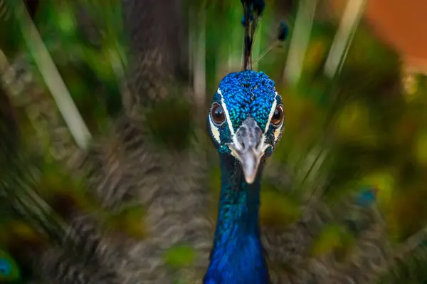 优雅的孔雀的衣服 绿的和蓝的 展开的羽毛看着相机 而站在日光下模糊的背景 — 图库照片