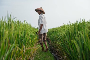 Bali Endonezya 'da hasat mevsiminde pirinç tarlasında elinde orakla çıplak ayakla yürürken bambu şapkalı yaşlı bir erkeğin yan görünüşü.