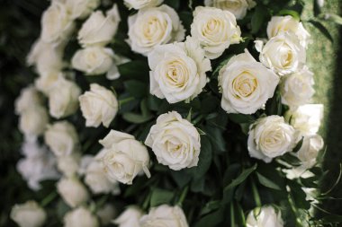 Makro bir karede koyu kırmızı güller ve taç yapraklarına vurgu.