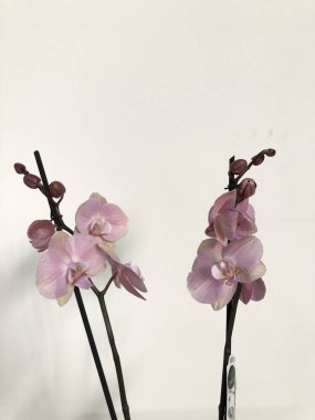 Farklı parlak ve benekli renklerde soluk pembe bir orkide çiçeğinin Macrotexture 'si