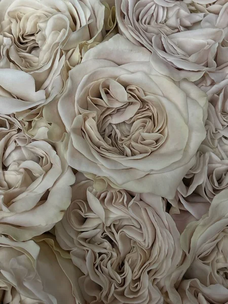 Piano-shaped rose in beige color