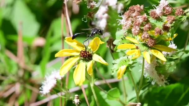 Bir Sonbahar Bahçesinde Teksas Yeşil Gözlü Çiçeğinin Üzerinde Altın Işaretli — Stok video