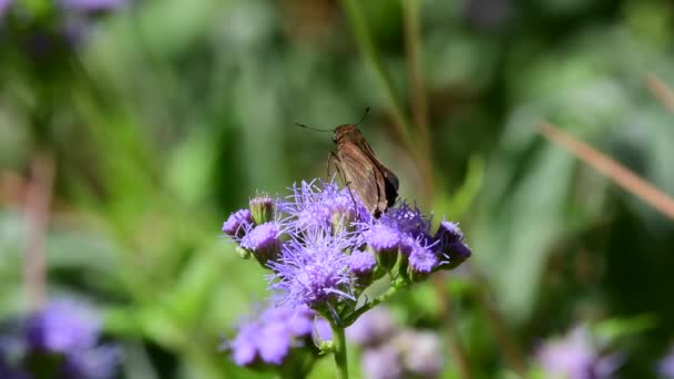 Cute Grass Skipper Butterfly Looking Nectar Blue Mistflower Perennial Plant — Stock Video