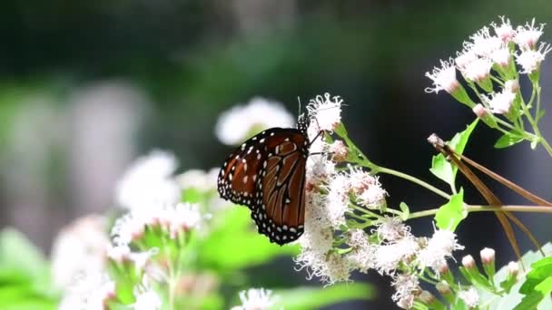 Queen Butterfly Feeding White Mistflower Autumn Garden Texas — Stock Video