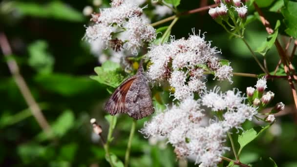 Una Mariposa Hocico Americano Encontrando Néctar Una Planta Perenne White — Vídeo de stock