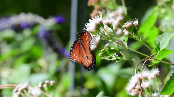 Queen Butterfly White Mistflower Endenial Plant Growing Texas Garden — Stock video