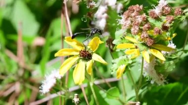Altın İşaretli Yaban Arısı sürekli hareket halindedir, ama Berlandiera Betonicifolia 'ya geri döner, daha yaygın olarak Teksas Greeneyes olarak bilinir, Asteraceae ailesinin bir üyesi..