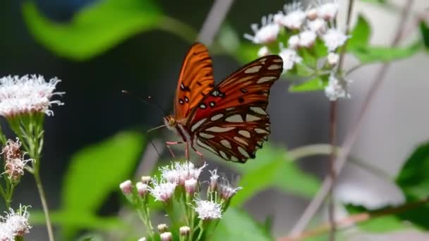 White Mistflower Shrubby White Boneset Attire Nombreux Papillons Différents Lorsqu — Video