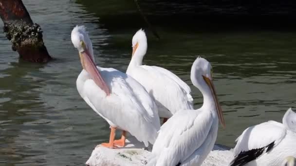 Группа Американских Белых Пеликанов Заливе Галвестон Штат Техас — стоковое видео