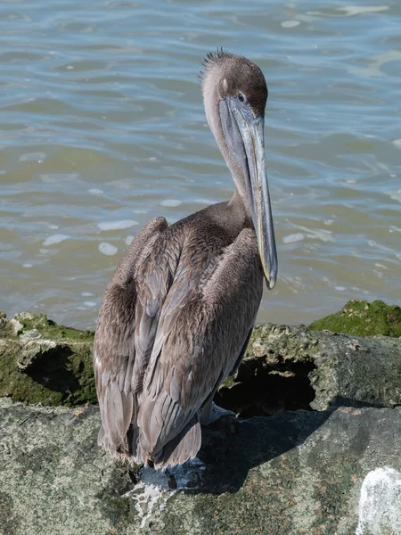 Sebuah Pelican Coklat Remaja Berdiri Oleh Air Wajahnya Dalam Profil — Stok Foto