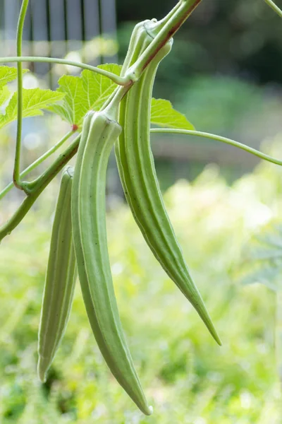 Die Essbare Samenschale Der Okra Pflanze Die Gemüsegarten Wächst — Stockfoto