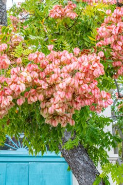 The large, pink flowers of Chinese Flame Tree next to aqua painted wooden doors. clipart