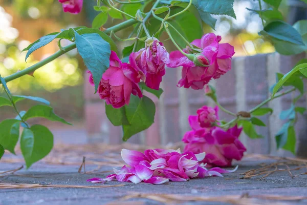 Ein Stamm Mit Leuchtend Rosa Rosen Ist Umgefallen Und Blütenblätter — Stockfoto