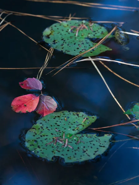 黒い水に鮮やかな赤の葉と緑のユリのパッド — ストック写真