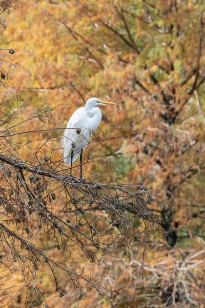 Sonbaharda Ağaçta Oturan Büyük Beyaz Bir Balıkçıl — Stok fotoğraf