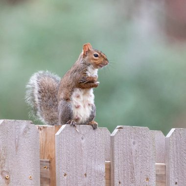 While cleaning her fur, this cute squirrel looks as if she's suddenly cold.