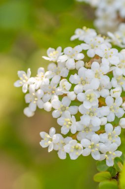 The tiny white flowers of Walter's viburnum in a Texas garden.